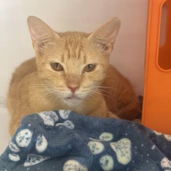 Sunshine -  Domestic Short Hair Cat for Adoption in Houston, Texas - Sunshine | PetCurious
