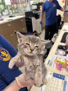 TOOTSIE -  Domestic Short Hair Cat for Adoption in Louisville, Kentucky - TOOTSIE | PetCurious