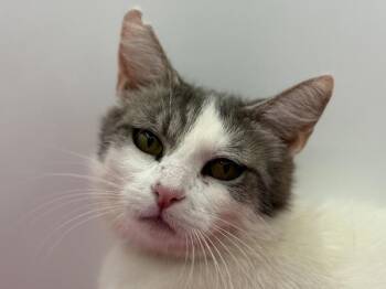 Darcy -  Domestic Short Hair Cat for Adoption in Portland, Oregon - Darcy | PetCurious