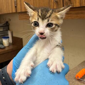 Higgins -  Domestic Short Hair Cat for Adoption in Birmingham, Alabama - Higgins | PetCurious