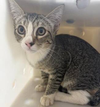 Spinosum -  Domestic Short Hair Cat for Adoption in Honolulu, Hawaii - Spinosum | PetCurious