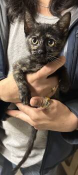 Tortoiseshell Cats Available for Adoption in Napa, California - Emma Torti Napa | PetCurious