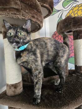 Maya 5 -  Domestic Short Hair Cat for Adoption in Tucson, Arizona - Maya 5 | PetCurious