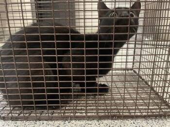 A657685 -  Domestic Short Hair Cat for Adoption in Houston, Texas - A657685 | PetCurious
