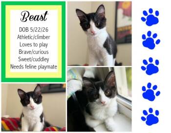 Beast -  Domestic Medium Hair Cat for Adoption in Longview, Texas - Beast | PetCurious