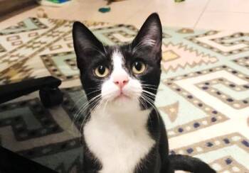 Tuxedo and Domestic Short Hair Cats Available for Adoption in Gorham, Maine - Doris Otto | PetCurious