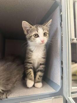 IMELDA -  Domestic Medium Hair Cat for Adoption in Aliquippa, Pennsylvania - IMELDA | PetCurious