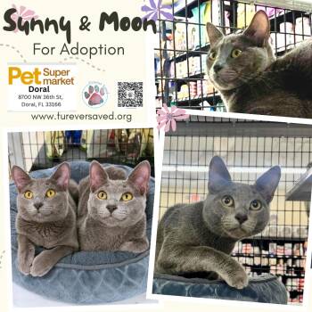 Sunny and Moon -  Domestic Short Hair Cat for Adoption in Miami, Florida - Sunny And Moon | PetCurious