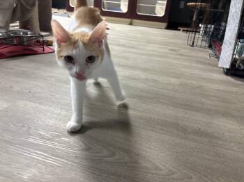 Rescue Domestic Short Hair Cats for Adoption in Hamburg, New York - Letchworth | PetCurious