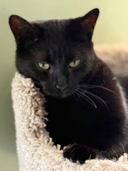 Rescue Domestic Short Hair and Bombay Cats for Adoption in Newark, New Jersey - Alani | PetCurious