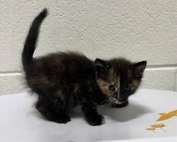 SPICE -  Domestic Short Hair Cat for Adoption - SPICE | PetCurious