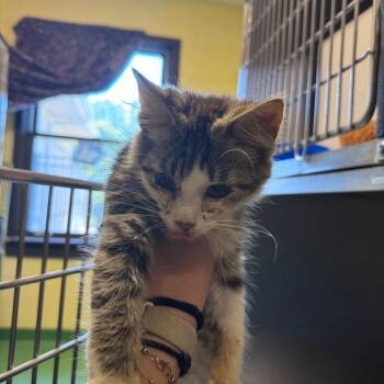 Gumball -  Domestic Short Hair Cat for Adoption in South Haven, Michigan - Gumball | PetCurious