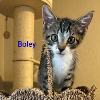 Boley -  Domestic Short Hair Cat for Adoption in Carmel, Indiana - Boley | PetCurious