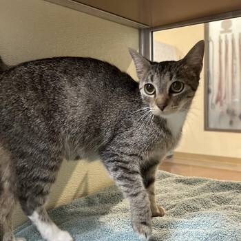 Boba -  Domestic Short Hair Cat for Adoption in Lynchburg, Virginia - Boba | PetCurious