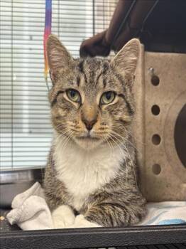 Rescue Domestic Short Hair Cats for Adoption in Hagerstown, Maryland - KOTALLO | PetCurious