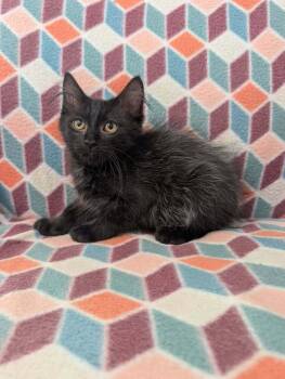 Poppy -  Domestic Medium Hair Cat for Adoption in Emerald Isle, North Carolina - Poppy | PetCurious