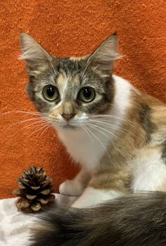 Rescue Domestic Short Hair and Calico Cats for Adoption in Dublin, Ohio - Bridgette | PetCurious