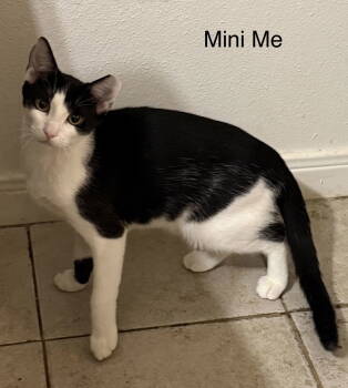 Rescue Domestic Short Hair Cats for Adoption in The Woodlands, Texas - Mini Me | PetCurious