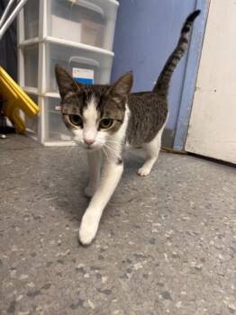 Cassidy -  Domestic Short Hair Cat for Adoption in Roseville, California - Cassidy | PetCurious
