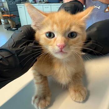 Manuel -  Domestic Short Hair Cat for Adoption in Huntington, West Virginia - Manuel | PetCurious