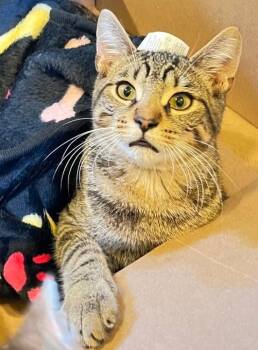 Benecio -  Domestic Short Hair and Tabby Cat for Adoption in Chertsey, Quebec - Benecio | PetCurious