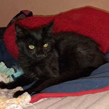 Nova -  Domestic Medium Hair Cat for Adoption in Penns Grove, New Jersey - Nova | PetCurious