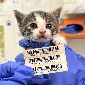 Little James -  Domestic Medium Hair Cat Available for Adoption in Charleston, West Virginia - Little James | PetCurious