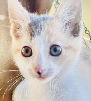 Opal -  Calico Cat for Adoption in Huntington Beach, California - Opal | PetCurious