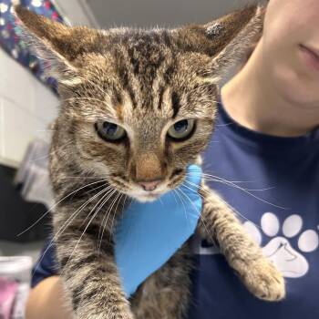 Trina -  Domestic Short Hair Cat for Adoption in Summerville, South Carolina - Trina | PetCurious