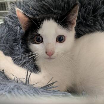 Hermit -  Domestic Short Hair Cat for Adoption in Philadelphia, Pennsylvania - Hermit | PetCurious