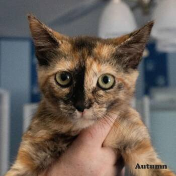 Autumn -  Domestic Short Hair Cat for Adoption in Yucaipa, California - Autumn | PetCurious