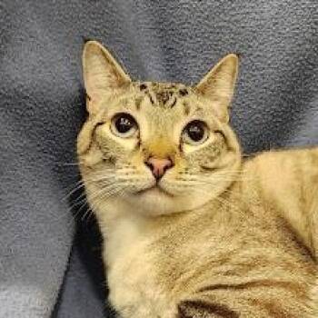 Siamese and Domestic Short Hair Cats Available for Adoption - Mystic | PetCurious