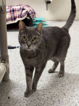 Rescue Domestic Short Hair Cats for Adoption in Fort Walton Beach, Florida - Smokey | PetCurious