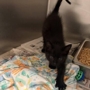Bam Bam -  Domestic Short Hair Cat Available for Adoption in Elberon, Virginia - Bam Bam | PetCurious