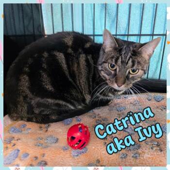 Domestic Short Hair Cats Available for Adoption in Southbury, Connecticut - CATRINA Aka IVY "BEEBS" | PetCurious