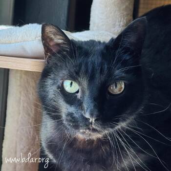 Leo -  Domestic Short Hair Cat for Adoption in Cheyenne, Wyoming - Leo | PetCurious