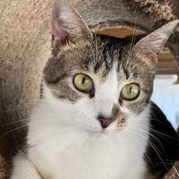 American Shorthair Cats Available for Adoption in Freeport, Florida - Honeysuckle | PetCurious