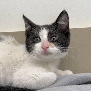 Domestic Short Hair Cats Available for Adoption in Minneapolis, Minnesota - Crosby | PetCurious