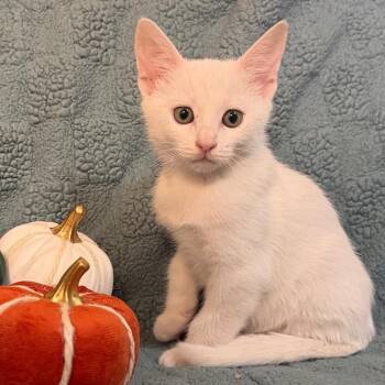 Mochi-Man -  Domestic Short Hair Cat for Adoption in Lewisville, Texas - Mochi-Man | PetCurious
