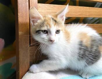Domestic Short Hair Cats Available for Adoption in Fort Lauderdale, Florida - FENIC | PetCurious