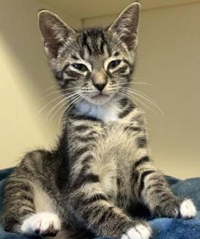 Little Nemo -  Domestic Short Hair Cat for Adoption in Chamblee, Georgia - Little Nemo | PetCurious