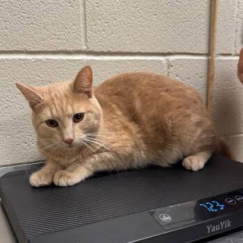 Manuel -  Domestic Short Hair Cat for Adoption in Bristol, Indiana - Manuel | PetCurious