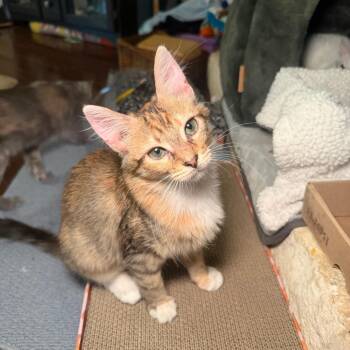 Chupachoo -  Domestic Medium Hair and Domestic Short Hair Cat for Adoption in Austin, Texas - Chupachoo | PetCurious