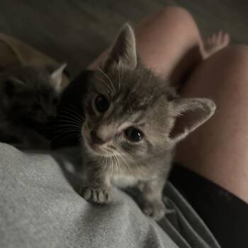 Pearl(Kitten 2) -  Domestic Short Hair Cat for Adoption in Evensville, Tennessee - Pearl(Kitten 2) | PetCurious