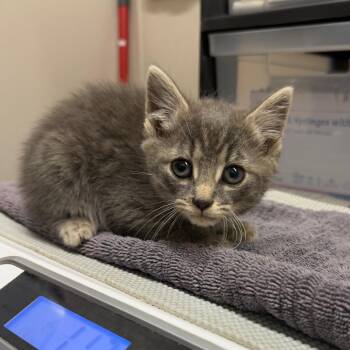 Domestic Short Hair Cats Available for Adoption in Morganton, North Carolina - Pina Colada | PetCurious