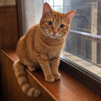 Hermes -  Domestic Short Hair Cat for Adoption in Austin, Texas - Hermes | PetCurious