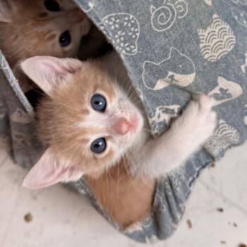 Flare -  Domestic Short Hair Cat for Adoption in Huntsville, Alabama - Flare | PetCurious