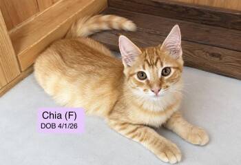 Chia -  Domestic Short Hair and Tabby Cat for Adoption in Vacaville, California - Chia | PetCurious