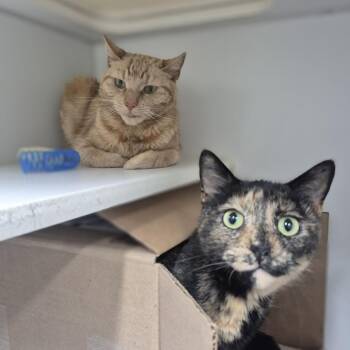 Cagney -  Domestic Short Hair Cat for Adoption in Newark, New Jersey - Cagney | PetCurious