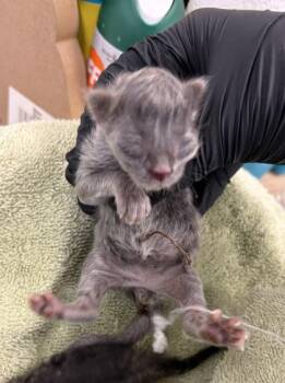 Scare-Bear -  Domestic Short Hair Cat for Adoption in Fresno, California - Scare-Bear | PetCurious